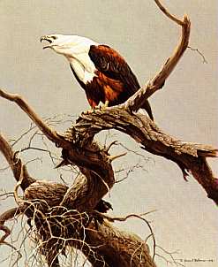 ROBERT BATEMAN 17X20 Secondary Market Art: "AFRICAN FISH EAGLE"