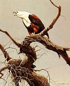ROBERT BATEMAN 17X20 Secondary Market Art: "AFRICAN FISH EAGLE"