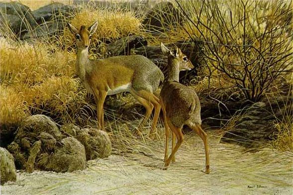 ROBERT BATEMAN 17X25 Secondary Market Art: "DIK DIK"