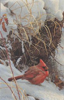 ROBERT BATEMAN 18X12 Secondary Market Art: "WINTER CARDINAL GB"