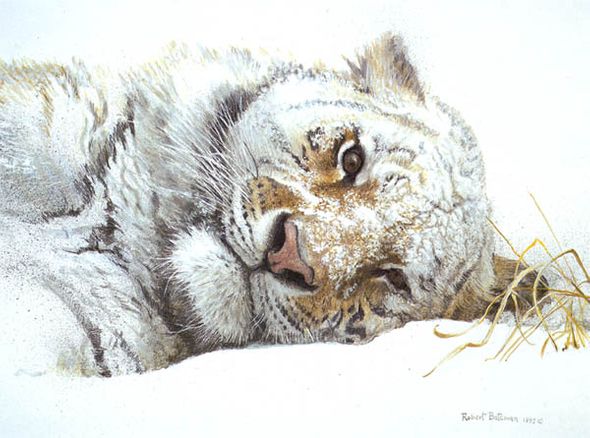 ROBERT BATEMAN 18X13 Secondary Market Art: "SNOWY NAP TIGER"