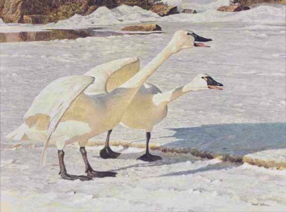ROBERT BATEMAN 18X24 Secondary Market Art: "COURTING PAIR SWANS"