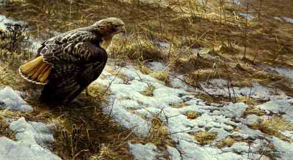 ROBERT BATEMAN 18X32 Secondary Market Art: "SPRING THAW REDTL HAWK"