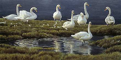ROBERT BATEMAN 18X35 Secondary Market Art: "BANK OF SWANS CNV"