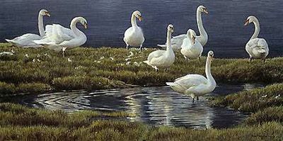 ROBERT BATEMAN 18X35 Secondary Market Art: "BANK OF SWANS CNV"
