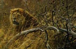ROBERT BATEMAN 19X29 Secondary Market Art: "ENCOUNTER IN BUSH LION"