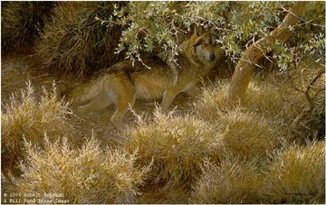 ROBERT BATEMAN 19X30 Secondary Market Art: "SIERRA EVENING WOLF"