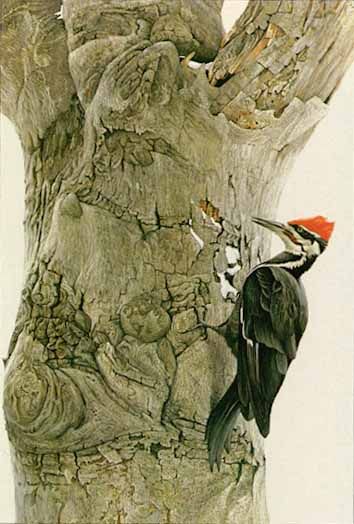 ROBERT BATEMAN 20X13 Secondary Market Art: "PILEATED WOODPECKER"