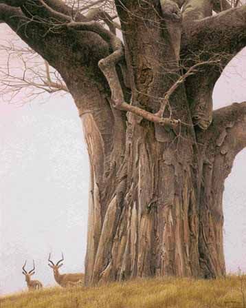 ROBERT BATEMAN 20X26 Secondary Market Art: "BAOBAB TREE IMPALA"