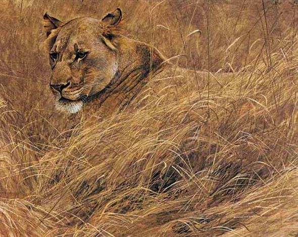 ROBERT BATEMAN 20X26 Secondary Market Art: "IN GRASS LIONESS"