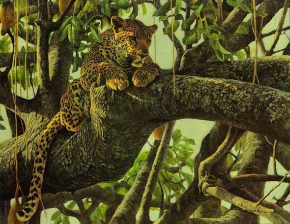 ROBERT BATEMAN 20X26 Secondary Market Art: "LEOPARD SAUSAGE TREE"