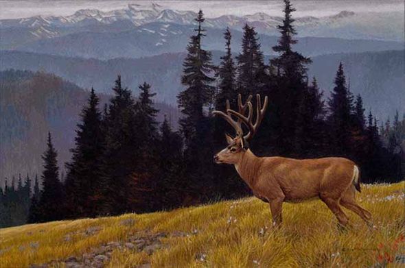 ROBERT BATEMAN 20X30 Secondary Market Art: "BLACKTAIL DEER OLYMPIC"