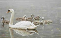 ROBERT BATEMAN 20X30 Secondary Market Art: "ROYAL FAMILY MUTE SWAN"