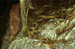 ROBERT BATEMAN 20X31 Secondary Market Art: "PATH OF THE PANTHER"
