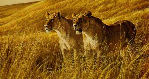 ROBERT BATEMAN 20X33 Secondary Market Art: "AFRICAN AMBER LIONESS"