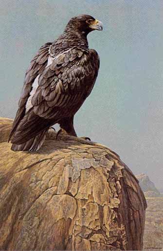 ROBERT BATEMAN 21X14 Secondary Market Art: "BLACK EAGLE"
