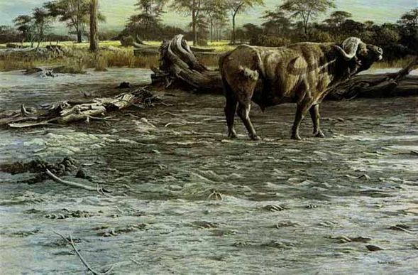 ROBERT BATEMAN 21X31 Secondary Market Art: "BUFFALO @ AMBOSELI TRY"