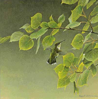 ROBERT BATEMAN 22X11 Secondary Market Art: "HUMMINGBIRD PAIR DPTAP"