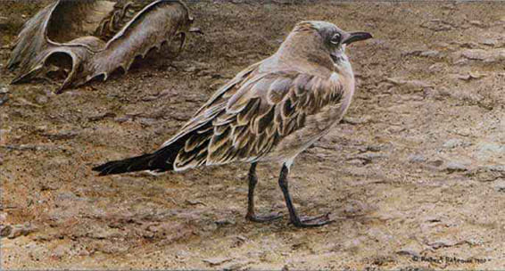 ROBERT BATEMAN 22X15 Secondary Market Art: "LAUGHING GULL CRAB"