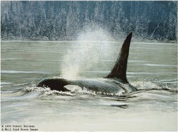 ROBERT BATEMAN 22X30 Secondary Market Art: "FLUID POWER ORCAS LTH"