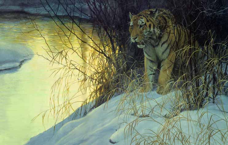 ROBERT BATEMAN 22X32 Secondary Market Art: "SIBERIAN TIGER"