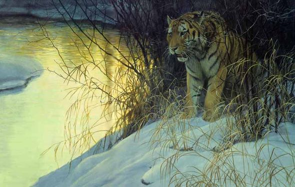 ROBERT BATEMAN 22X32 Secondary Market Art: "SIBERIAN TIGER"