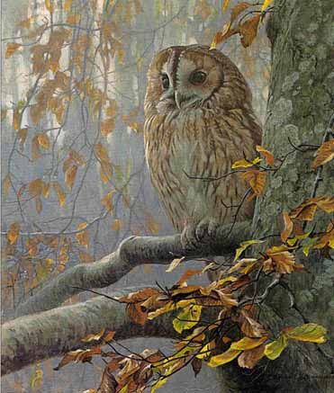 ROBERT BATEMAN 23X19 Secondary Market Art: "TAWNY OWL IN BEECH"