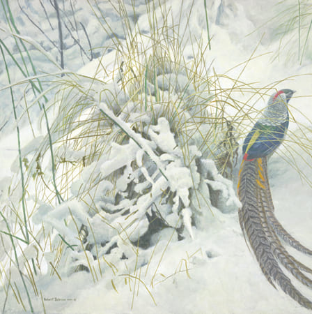 ROBERT BATEMAN 23X23 Secondary Market Art: "LADY AMHERST PHEASANT"