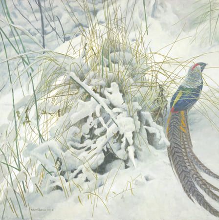 ROBERT BATEMAN 23X23 Secondary Market Art: "LADY AMHERST PHEASANT"