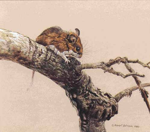 ROBERT BATEMAN 24X37 Secondary Market Art: "WHITE FOOT MOUSE ASPAP"
