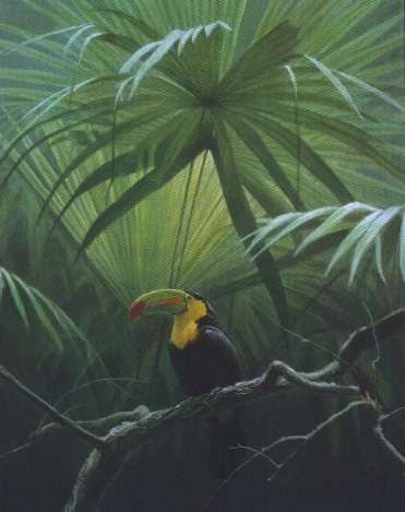 ROBERT BATEMAN 26X11 Secondary Market Art: "UNDER CANOPY TOUCAN AP"