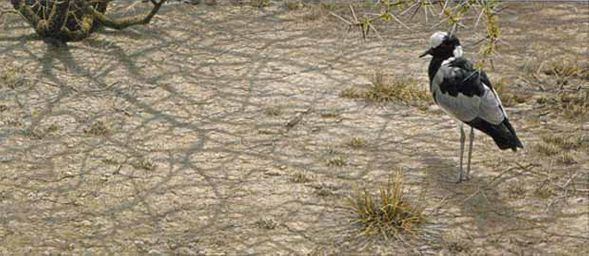 ROBERT BATEMAN 28X15 Secondary Market Art: "BLACKSMITH PLOVER AP"