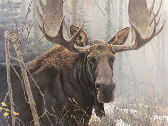ROBERT BATEMAN 30X23 Secondary Market Art: "BULL MOOSE 1978"
