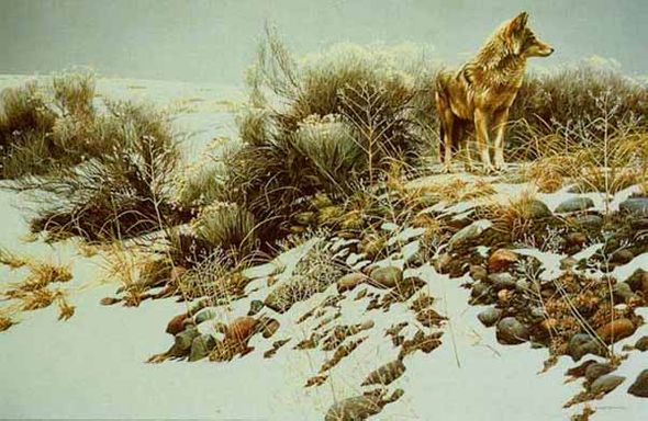 ROBERT BATEMAN 40X27 Secondary Market Art: "COYOTE WINTER SAG GCNV"