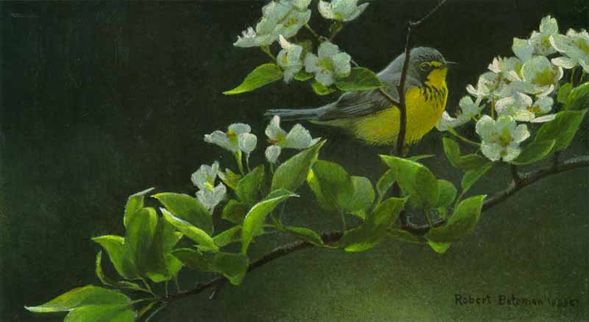 ROBERT BATEMAN 6X12 Secondary Market Art: "CANADA WARB PEAR BLOSS"