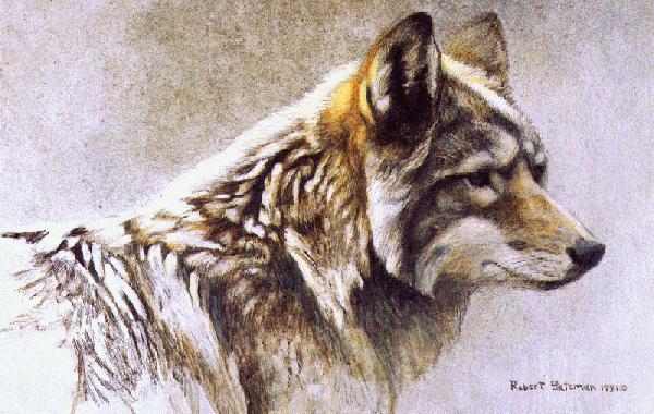 ROBERT BATEMAN 7X11 Secondary Market Art: "COYOTE HEAD STUDY"