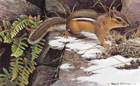 ROBERT BATEMAN 8X12 Secondary Market Art: "ON ALERT CHIPMUNK"