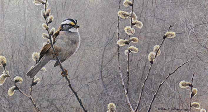ROBERT BATEMAN 8X6 Secondary Market Art: "WHITE THROAT SPARROW"