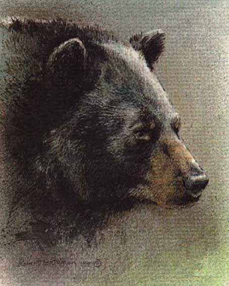 ROBERT BATEMAN 8X9 Secondary Market Art: "BLACK BEAR PREDAT POR"
