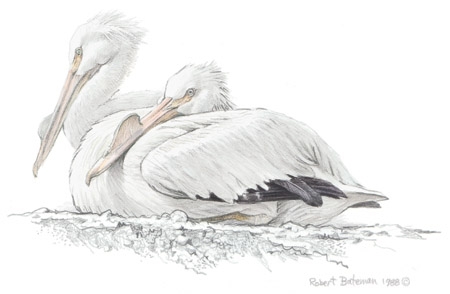 ROBERT BATEMAN 9X11 Secondary Market Art: "WHITE PELICAN"