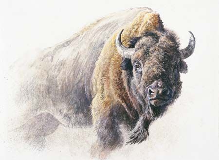 ROBERT BATEMAN 9X12 Secondary Market Art: "BISON STUDY"