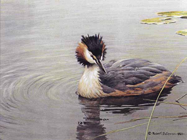 ROBERT BATEMAN 9X12 Secondary Market Art: "GREAT CRESTED GREBE"