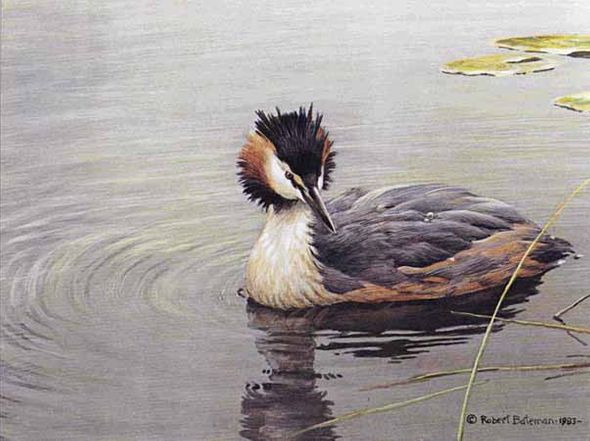 ROBERT BATEMAN 9X12 Secondary Market Art: "GREAT CRESTED GREBE"