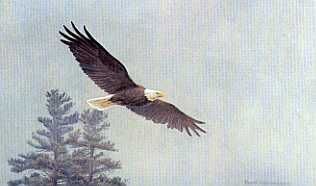 ROBERT BATEMAN 9X15 Secondary Market Art: "BALD EAGLE FLYING"