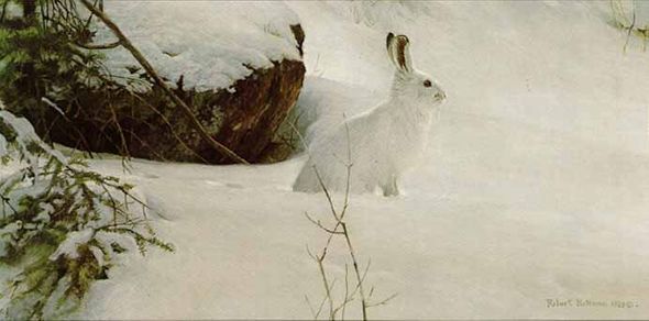 ROBERT BATEMAN 9X19 Secondary Market Art: "WHITE ON WHITE HARE"