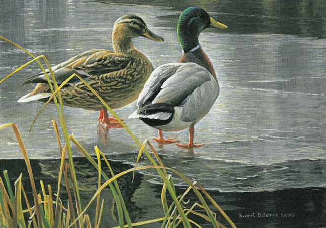 ROBERT BATEMAN 9X6 Secondary Market Art: "MALLARD PAIR EARLY WIN"