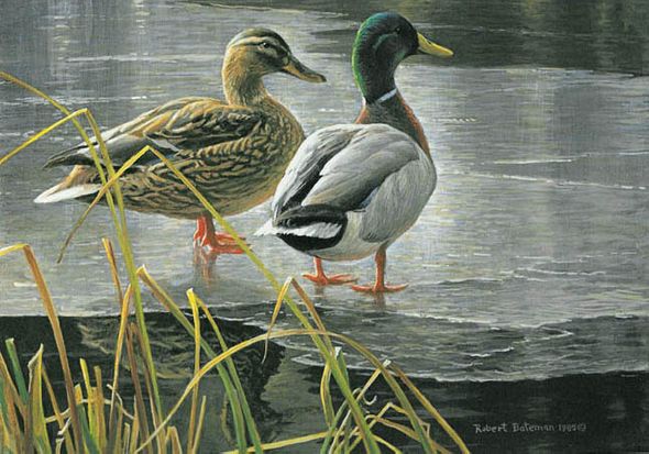 ROBERT BATEMAN 9X6 Secondary Market Art: "MALLARD PAIR EARLY WIN"