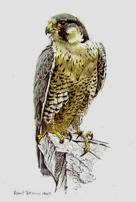ROBERT BATEMAN 9X6 Secondary Market Art: "PEREGRINE FALCON 1988"