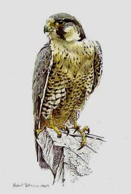 ROBERT BATEMAN 9X6 Secondary Market Art: "PEREGRINE FALCON 1988"
