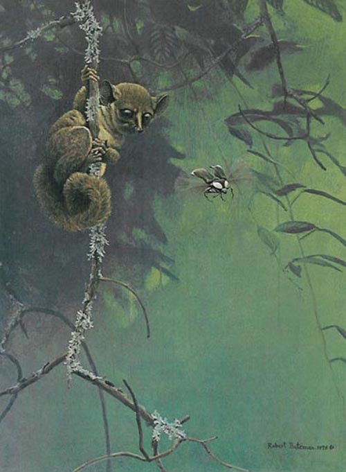 Robert Bateman Artist Signed Limited Edition Print:"Bush Baby And Beetle"